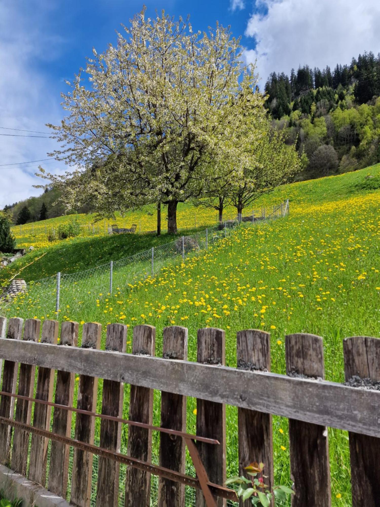 Chesa Prema Bed & Breakfast - Restaurant Disentis Exterior photo